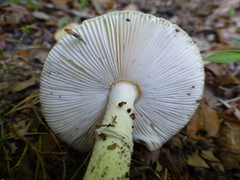 Amanita murrilliana