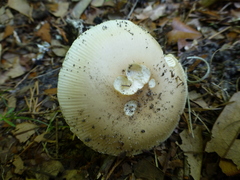 Amanita murrilliana