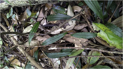 Tainia dunnii