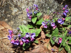 Pulmonaria saccharata