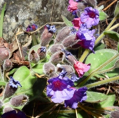 Pulmonaria saccharata