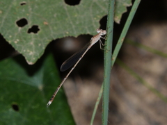 Indolestes insularis