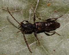 Molorchus bimaculatus