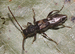 Molorchus bimaculatus