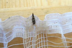 Mompha sturnipennella