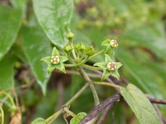 Gonolobus jaliscensis