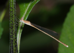 Indolestes insularis