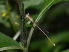 Indolestes insularis