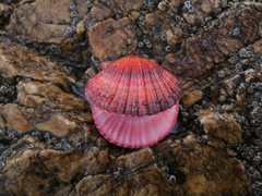 Azumapecten farreri