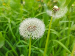 Taraxacum mongolicum
