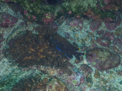 Plectroglyphidodon apicalis