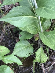 Rudbeckia scabrifolia