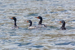 Leucocarbo campbelli