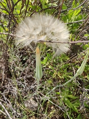 Tragopogon coelesyriacus