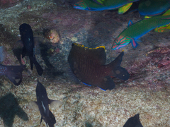 Plectroglyphidodon apicalis