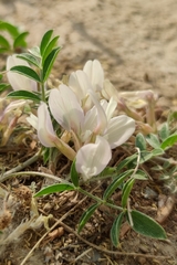 Astragalus scaberrimus