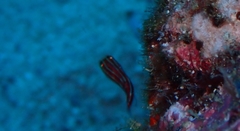 Helcogramma striata