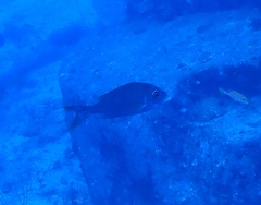 Lethrinidae