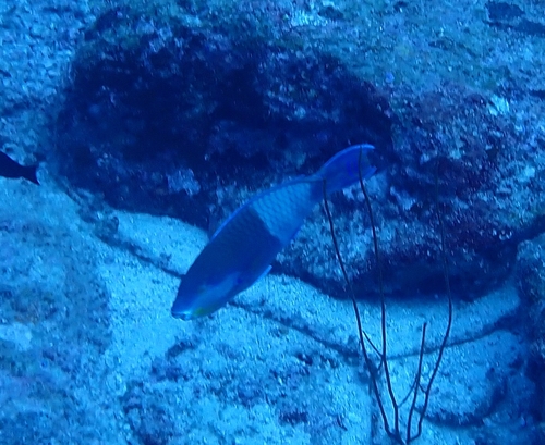 Eclipse Parrotfish (Scarus russelii)