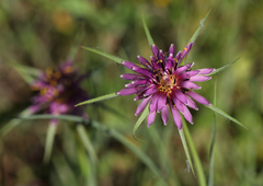 Tragopogon angustifolius