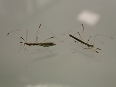 Neides aduncus