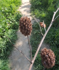 Glycyrrhiza echinata