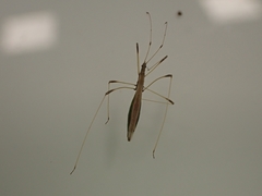 Neides aduncus