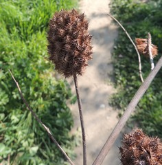 Glycyrrhiza echinata