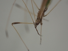 Neides aduncus
