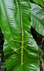 Spinoparapachymorpha