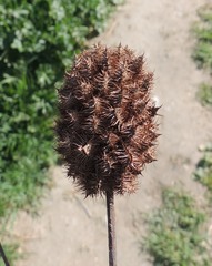 Glycyrrhiza echinata