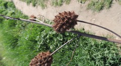 Glycyrrhiza echinata