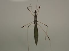 Neides aduncus