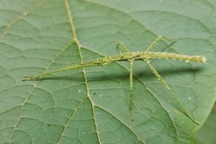 Cnipsomorpha kunmingensis