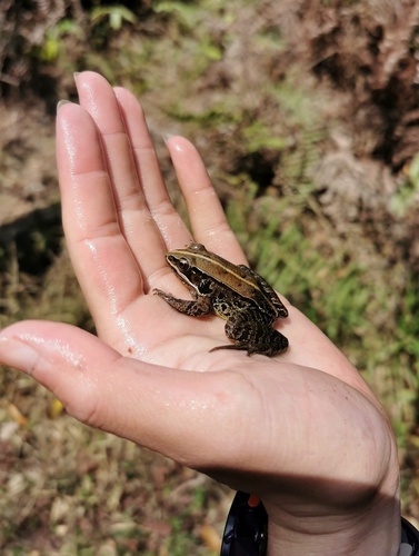 Yunnan Music Frog
