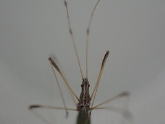 Neides aduncus