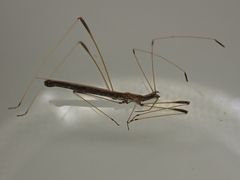 Neides aduncus