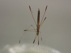 Neides aduncus