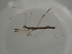 Neides aduncus