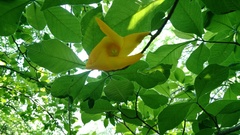 Tabernaemontana glabra