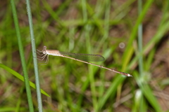 Indolestes insularis