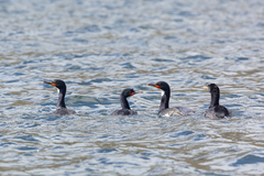 Leucocarbo campbelli