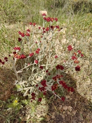 Helichrysum sanguineum