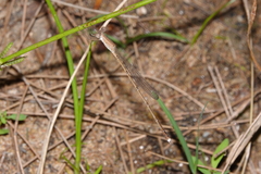 Indolestes insularis