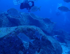 Lethrinidae