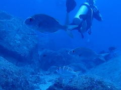Lethrinidae