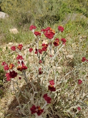 Helichrysum sanguineum