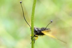 Libelloides hispanicus