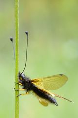Libelloides hispanicus