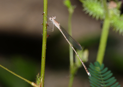 Indolestes insularis